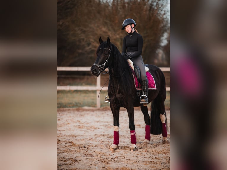 Barock Pinto Mix Ruin 4 Jaar 165 cm Gevlekt-paard in Rhede