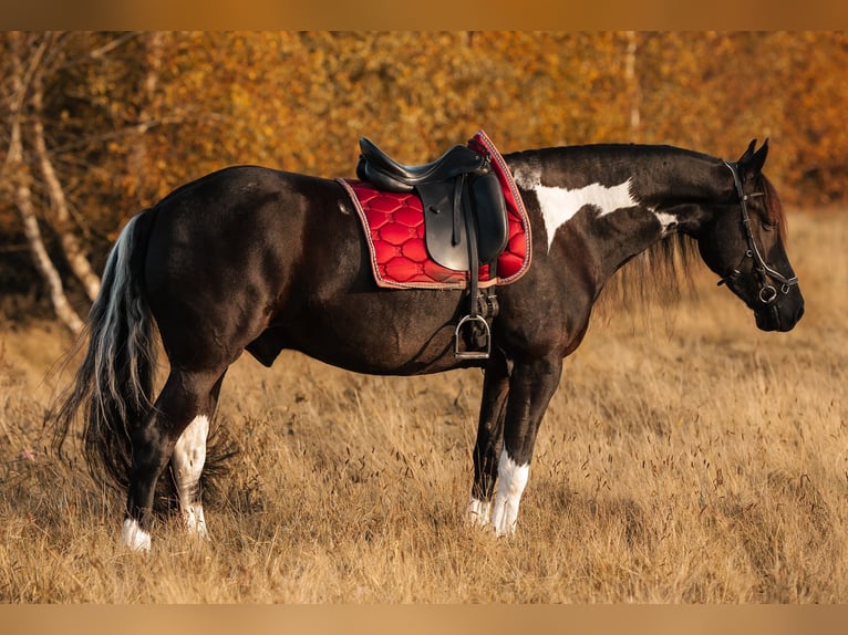 Barock Pinto Mix Ruin 4 Jaar 165 cm Gevlekt-paard in Rhede