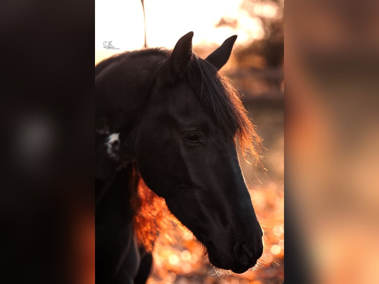 Barock Pinto Mix Ruin 4 Jaar 165 cm Gevlekt-paard in Rhede