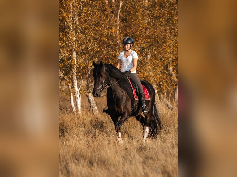 Barock Pinto Mix Ruin 4 Jaar 165 cm Gevlekt-paard in Rhede