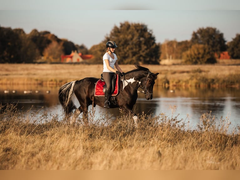 Barock Pinto Mix Ruin 4 Jaar 165 cm Gevlekt-paard in Rhede