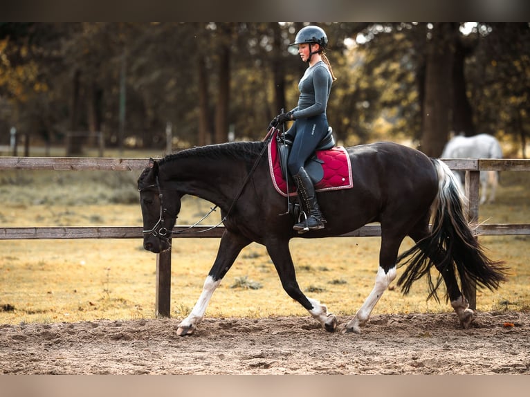 Barock Pinto Mix Ruin 4 Jaar 165 cm Gevlekt-paard in Rhede