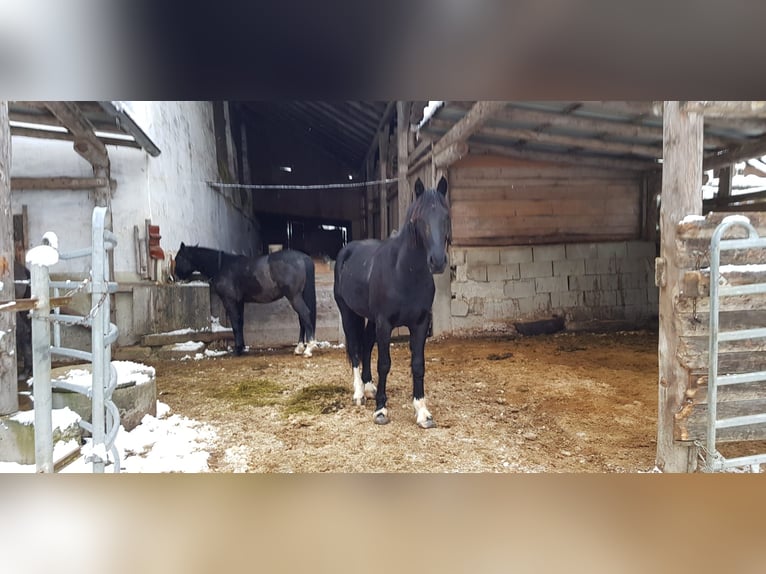 Barock Pinto Ruin 4 Jaar 170 cm Gevlekt-paard in Bramberg am Wildkogel