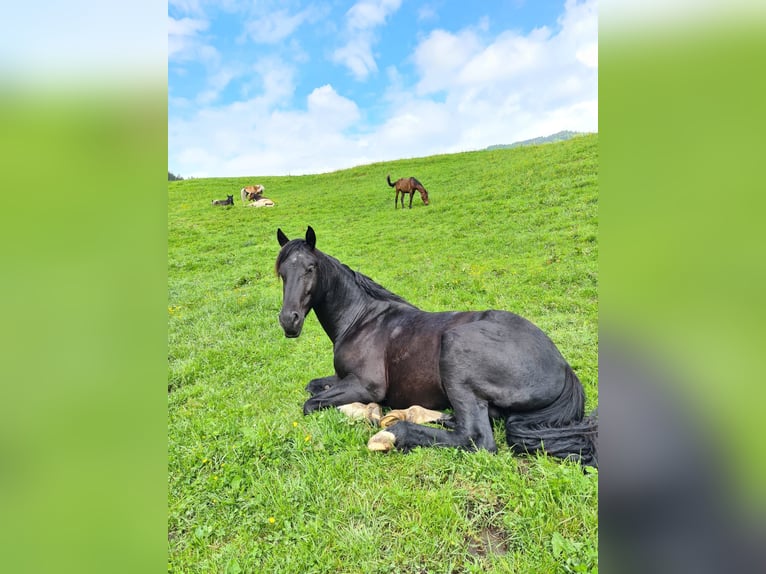 Barock Pinto Ruin 4 Jaar 170 cm Gevlekt-paard in Bramberg am Wildkogel