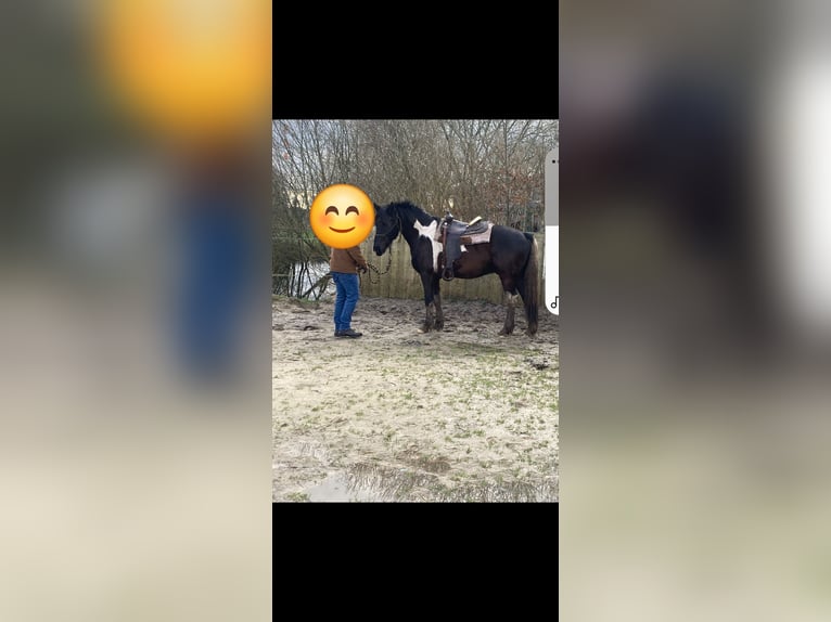 Barock Pinto Ruin 5 Jaar 160 cm Gevlekt-paard in Meppen