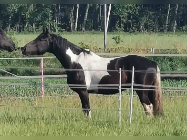 Barock Pinto Ruin 5 Jaar 160 cm Gevlekt-paard in Meppen