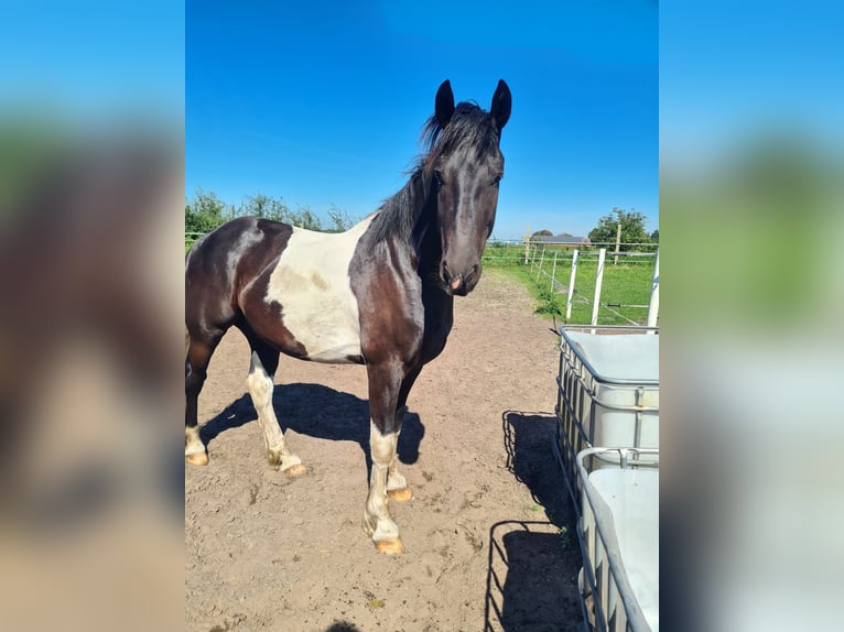 Barock Pinto Ruin 5 Jaar 160 cm Gevlekt-paard in Meppen