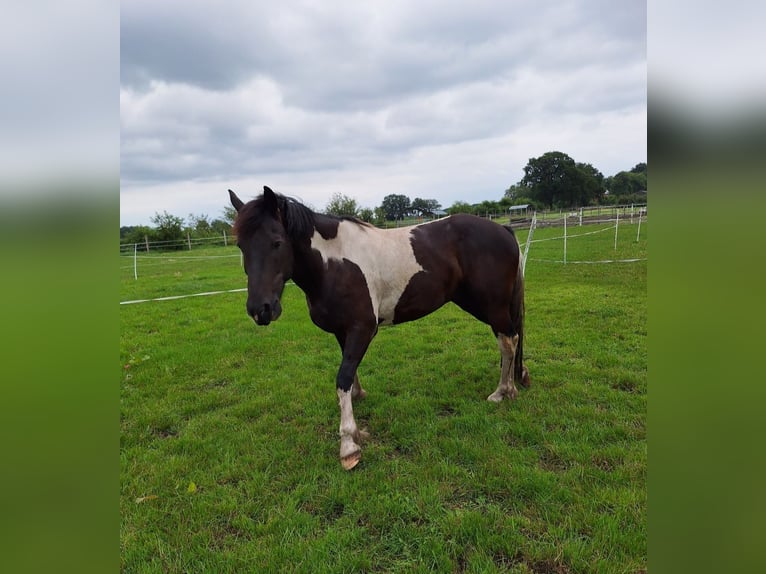 Barock Pinto Ruin 5 Jaar 160 cm Gevlekt-paard in Meppen