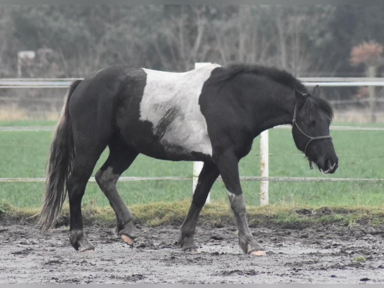 Barock Pinto Ruin 5 Jaar 160 cm Gevlekt-paard in Meppen