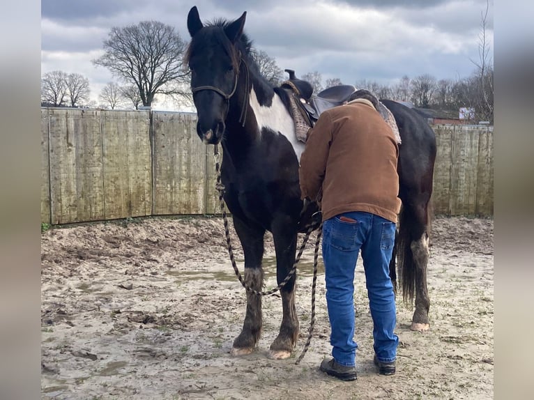 Barock Pinto Ruin 5 Jaar 160 cm Gevlekt-paard in Meppen