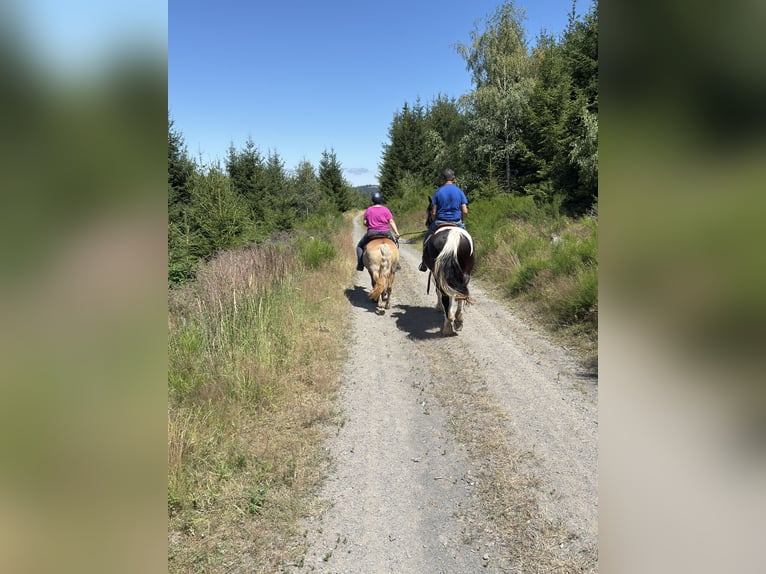 Barock Pinto Ruin 5 Jaar 163 cm Gevlekt-paard in Bad Laasphe