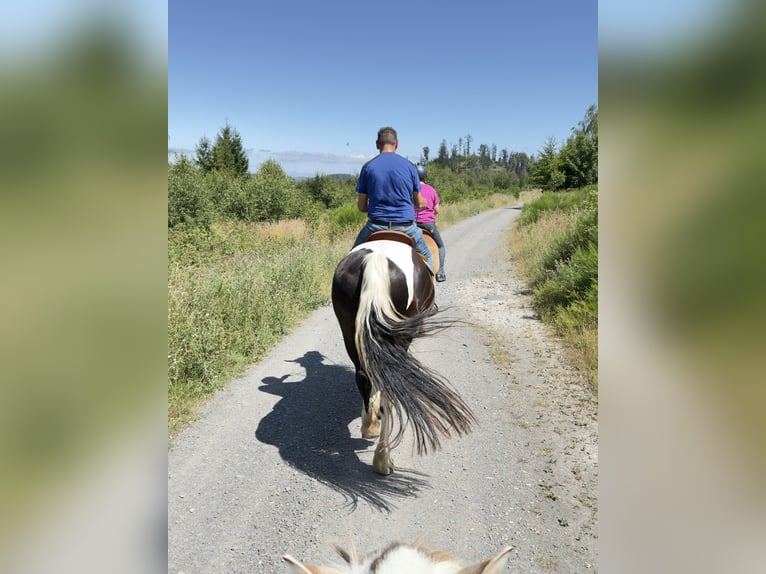 Barock Pinto Ruin 5 Jaar 163 cm Gevlekt-paard in Bad Laasphe
