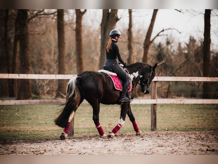 Barock Pinto Ruin 5 Jaar 165 cm Gevlekt-paard in Rhede