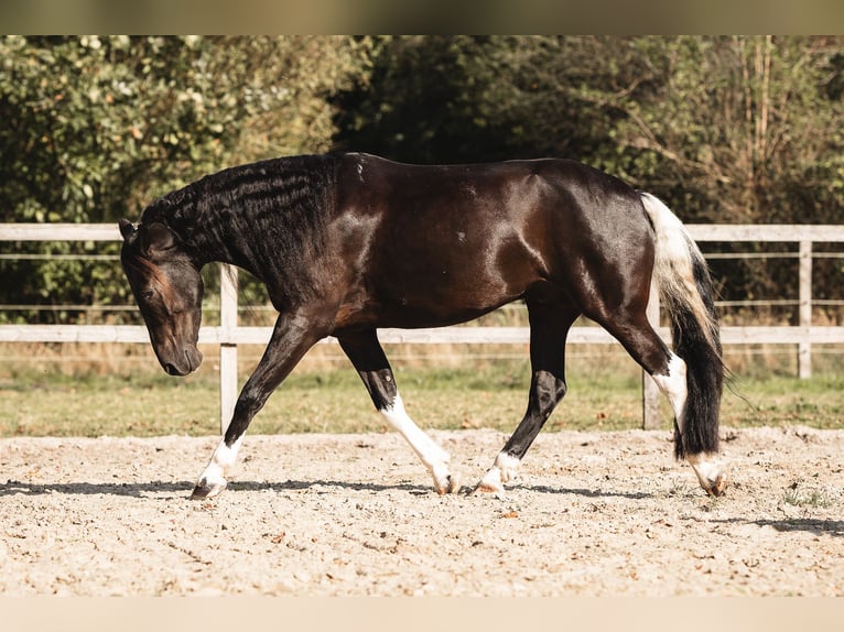 Barock Pinto Ruin 5 Jaar 165 cm Gevlekt-paard in Rhede