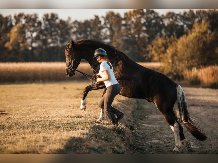 Barock Pinto Ruin 5 Jaar 165 cm Gevlekt-paard in Rhede