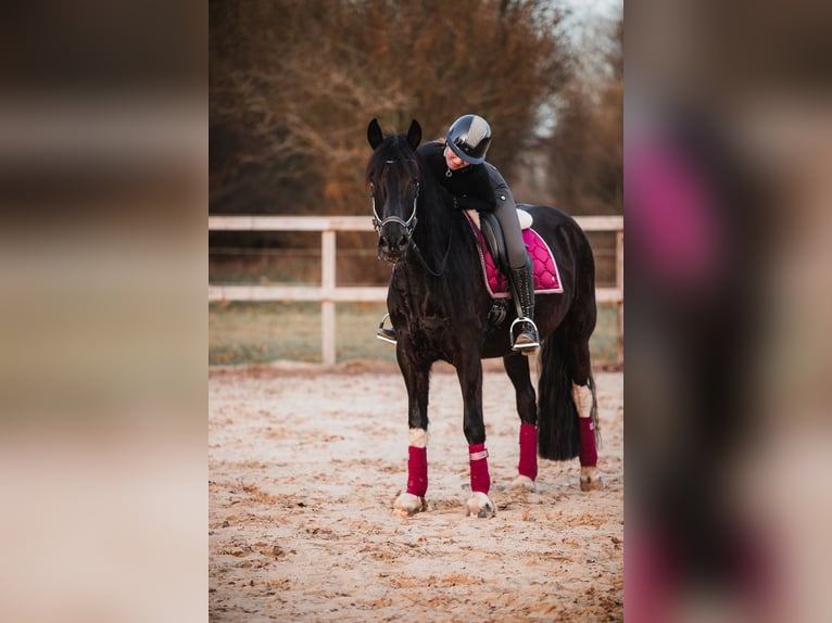 Barock Pinto Ruin 5 Jaar 165 cm Gevlekt-paard in Rhede