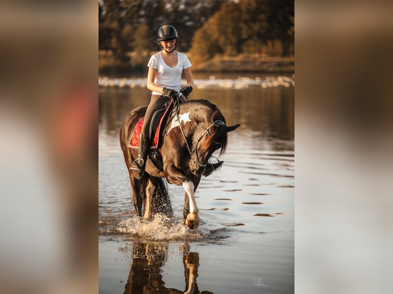 Barock Pinto Ruin 5 Jaar 165 cm Gevlekt-paard in Rhede