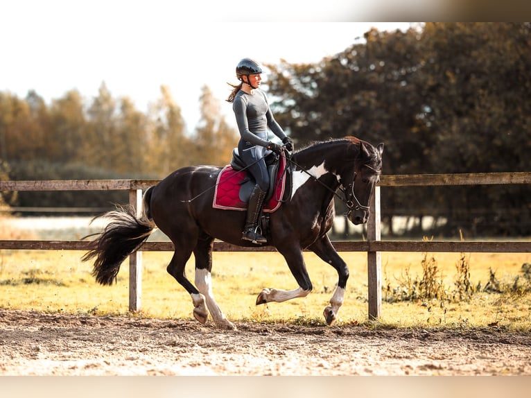 Barock Pinto Ruin 5 Jaar 165 cm Gevlekt-paard in Rhede