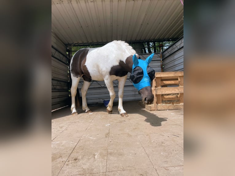 Barock Pinto Mix Ruin 6 Jaar 148 cm Gevlekt-paard in Posterholt