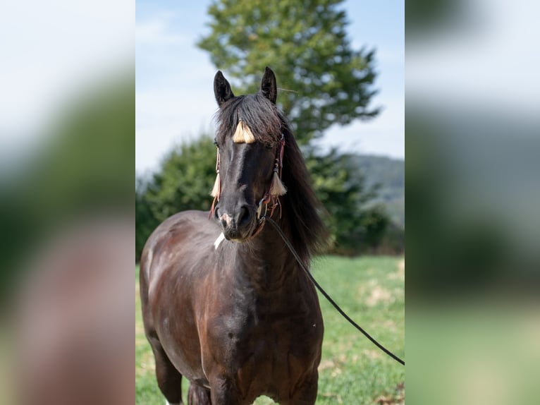 Barock Pinto Ruin 6 Jaar 165 cm Gevlekt-paard in Borken