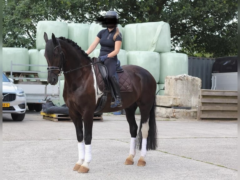 Barock Pinto Ruin 6 Jaar 168 cm Gevlekt-paard in Heiligerlee