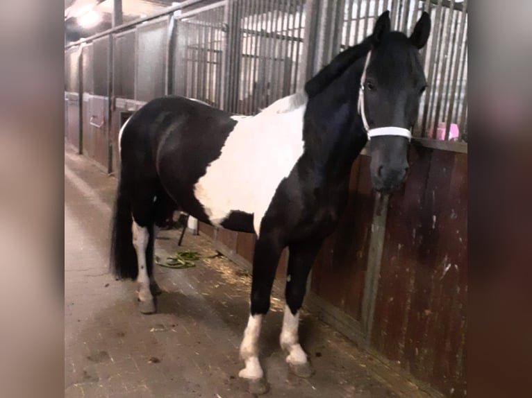 Barock Pinto Mix Ruin 7 Jaar 150 cm Gevlekt-paard in Mannheim