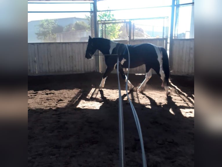 Barock Pinto Mix Ruin 7 Jaar 150 cm Gevlekt-paard in Mannheim