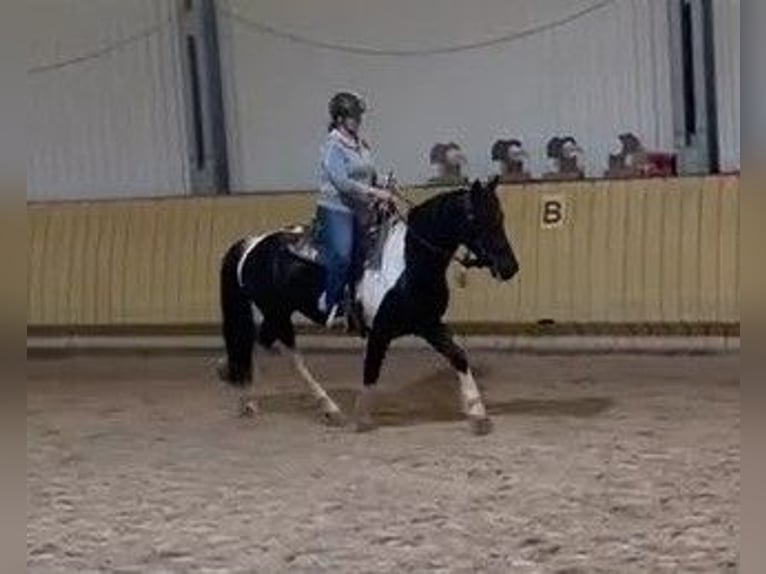 Barock Pinto Mix Ruin 7 Jaar 150 cm Gevlekt-paard in Mannheim