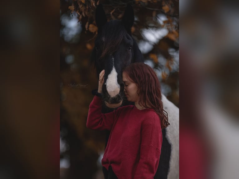 Barock Pinto Ruin 8 Jaar 159 cm Gevlekt-paard in Stöttwang