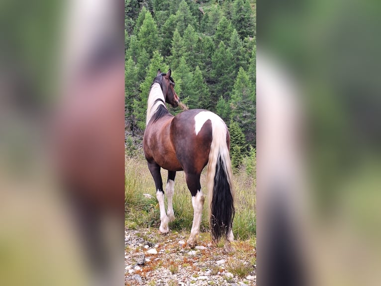 Barock Pinto Ruin 8 Jaar 176 cm Gevlekt-paard in Moosburg