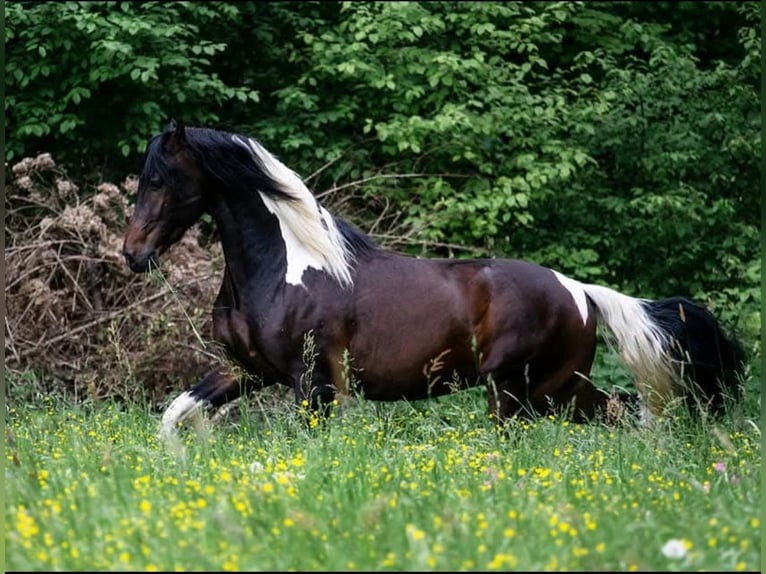 Barock Pinto Ruin 8 Jaar 176 cm Gevlekt-paard in Moosburg