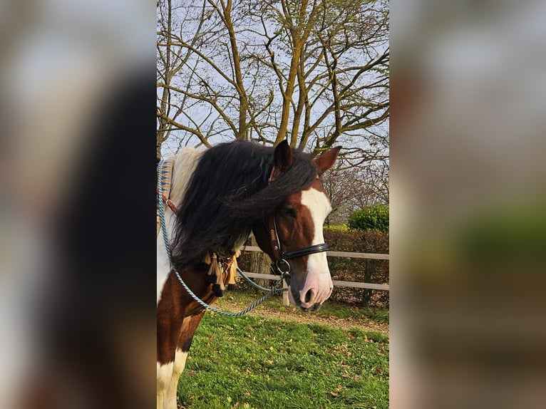 Barock Pinto Ruin 9 Jaar 150 cm Gevlekt-paard in Linkenbach