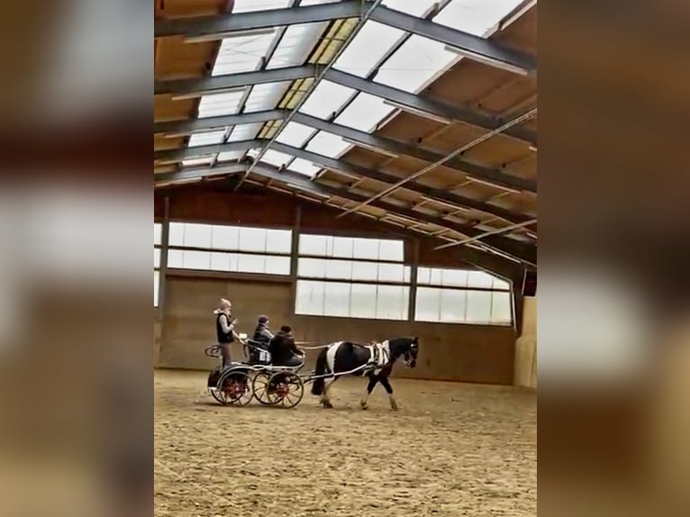Barock Pinto Mix Ruin 9 Jaar 151 cm Gevlekt-paard in Mannheim