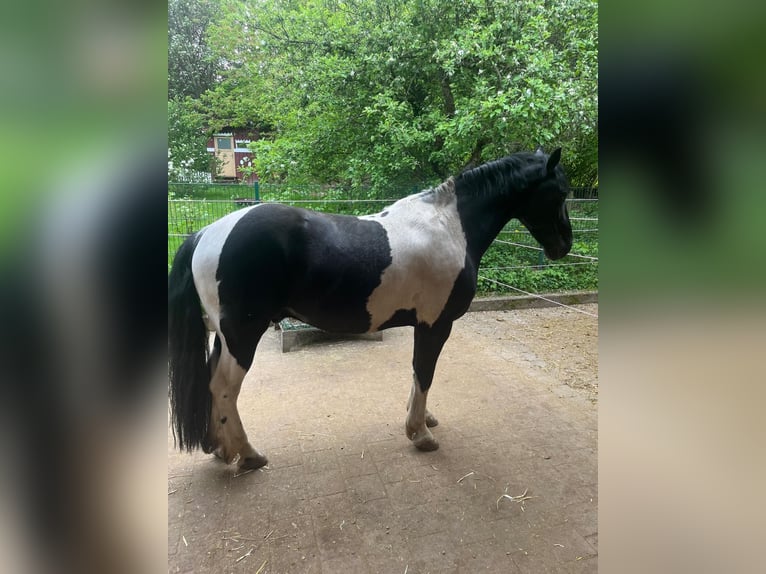 Barock Pinto Ruin 9 Jaar 155 cm Gevlekt-paard in Biebergemünd