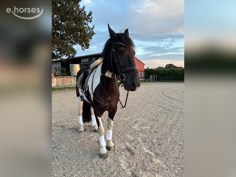 Barock Pinto Ruin 9 Jaar 168 cm Gevlekt-paard in Rhede