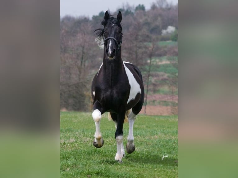 Barockpinto Hengst 12 Jahre 172 cm Tobiano-alle-Farben in Oosterzee