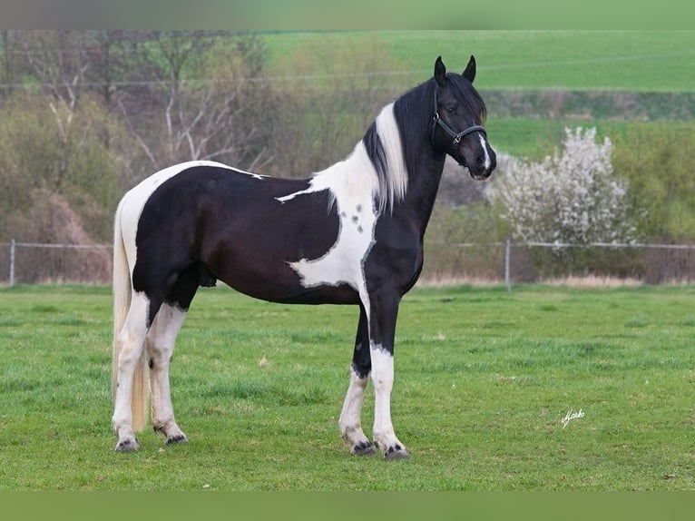 Barockpinto Hengst 12 Jahre 172 cm Tobiano-alle-Farben in Oosterzee