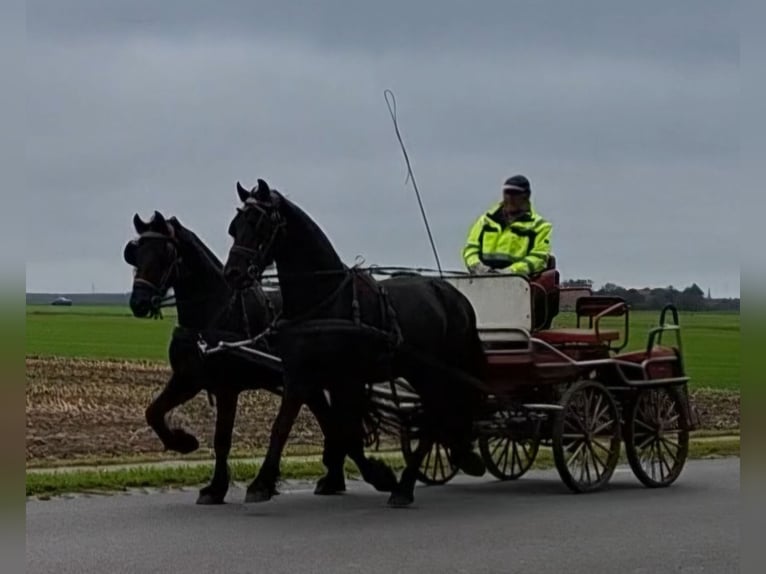 Barockpinto Hengst 12 Jahre 172 cm Tobiano-alle-Farben in Oosterzee