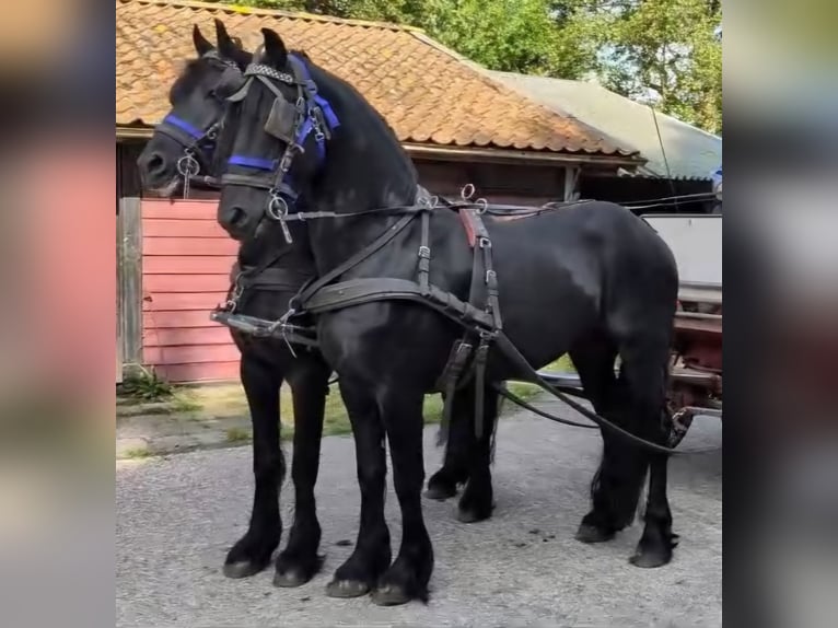 Barockpinto Hengst 12 Jahre 172 cm Tobiano-alle-Farben in Oosterzee