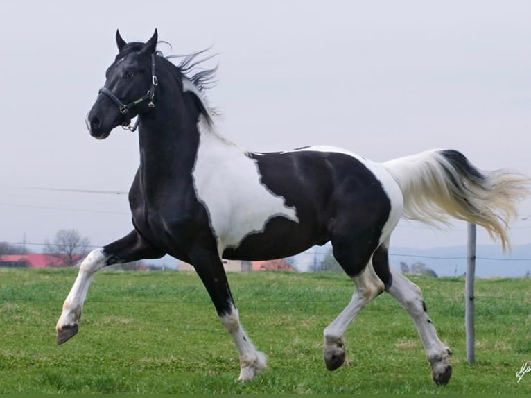 Barockpinto Hengst 12 Jahre 172 cm Tobiano-alle-Farben in Oosterzee