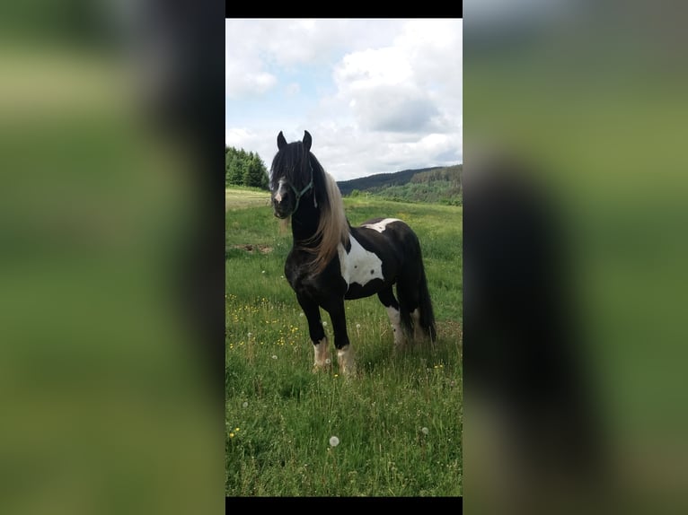 Barockpinto Hengst 1 Jahr 155 cm  in Fellen