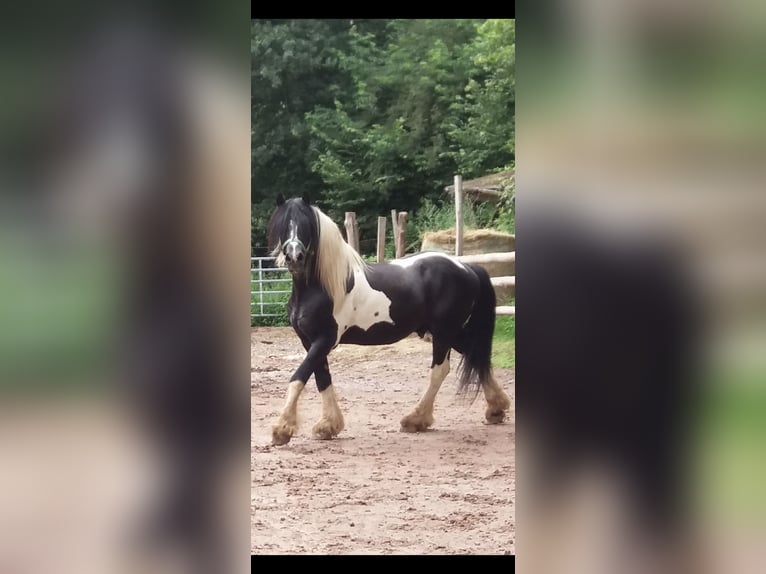 Barockpinto Hengst 1 Jahr 155 cm  in Fellen