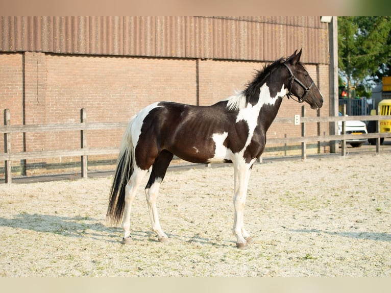 Barockpinto Mix Hengst 1 Jahr 155 cm Tobiano-alle-Farben in Babyloni&#xEB;nbroek