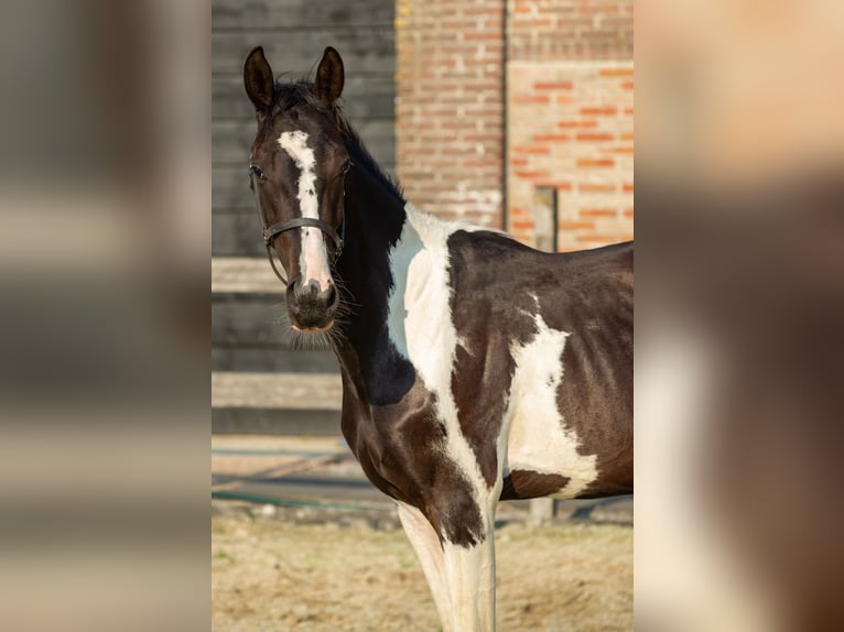 Barockpinto Mix Hengst 1 Jahr 155 cm Tobiano-alle-Farben in Babyloni&#xEB;nbroek