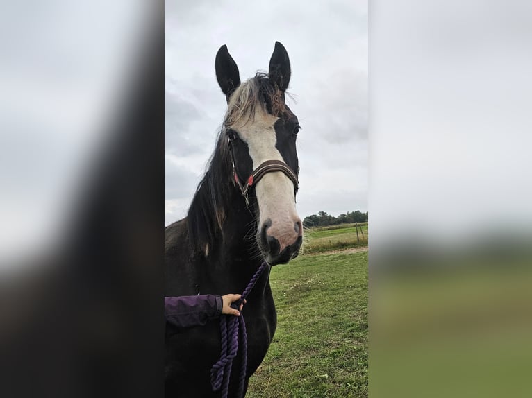 Barockpinto Hengst 1 Jahr 159 cm Tobiano-alle-Farben in Eskilstuna