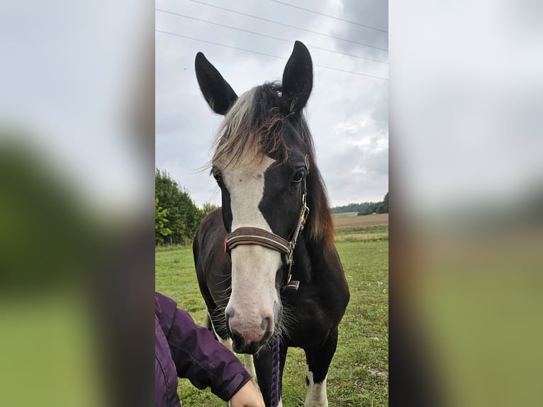 Barockpinto Hengst 1 Jahr 159 cm Tobiano-alle-Farben in Eskilstuna