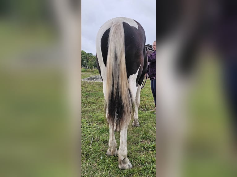 Barockpinto Hengst 1 Jahr 159 cm Tobiano-alle-Farben in Eskilstuna