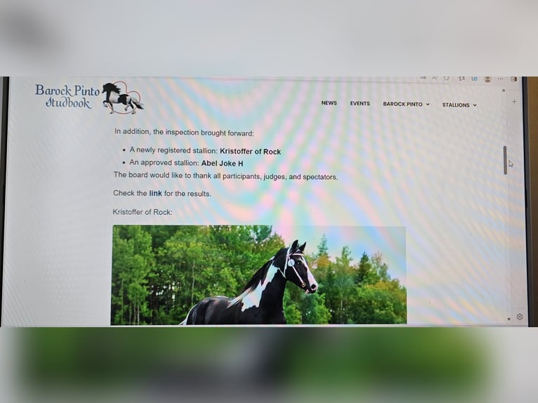 Barockpinto Hengst 1 Jahr 159 cm Tobiano-alle-Farben in Eskilstuna