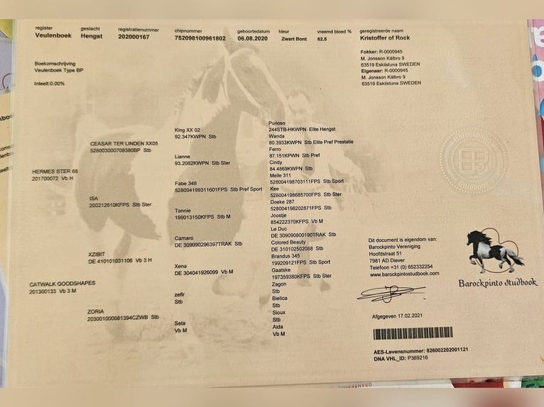 Barockpinto Hengst 1 Jahr 159 cm Tobiano-alle-Farben in Eskilstuna