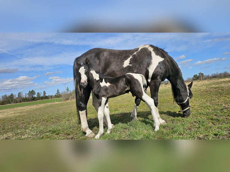 Barockpinto Hengst 1 Jahr 159 cm Tobiano-alle-Farben in Eskilstuna
